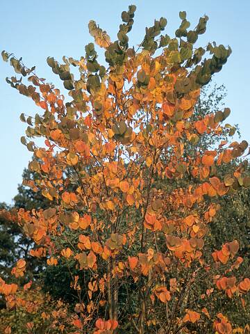 Der Lebkuchenbaum zeigt im Herbst eine tolle Färbung.