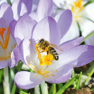 Die ersten Frühlingsblüher sind unverzichtbare Nahrungslieferanten für Honigbienen und andere Insekten.