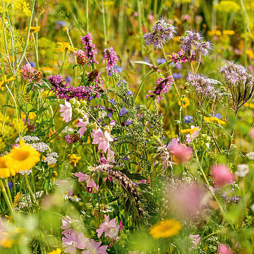 Blüten statt Gräser wachsen mit der Saatgutmischung Wildgärtner Freude Bienengarten (Neudorff) – Bienenbesuch inklusive!