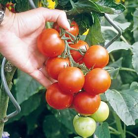 Köstliche Tomaten: Üppige Ernte dank guter Pflege.