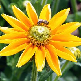 Wenn Bienen beim Pollen sammeln von Blüte zu Blüte fliegen, bestäuben sie die Pflanzen.