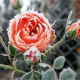 Vom Raureif überrascht: Noch trägt der Strauch zauberhafte Blüten, geht aber bald in die Winterruhe.