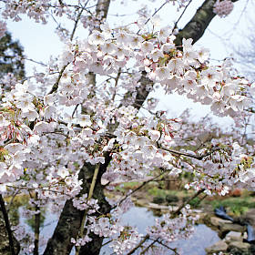 Zierkirschen wie diese Prunus subhirtella öffnen ab Ende März ihre weißen oder rosa Blüten.