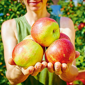 Mit frühen Sorten beginnt die Apfelernte ab Juli oder August.