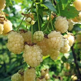 Die Brombeere Polarberry<sup>®</sup> trägt weiße Früchte (zum ­Beispiel von lubera.com).