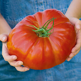 Riesig werden die Früchte der Tomate ‘Gigantomo’.