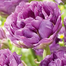 Dicht gefüllte lila Blüten der Tulpe ‘Blue Wow’