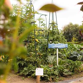 Gemüse liebt Sonne, es sollte möglichst der sonnigste Ort im Garten ausgewählt werden.