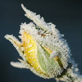 Eine kurze Frostperiode wird die Rosenknospe nicht am Aufblühen hindern.
